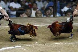 Legal cockfights are held in cockpits every week, whilst illegal ones, called tupada or tigbakay, are held in secluded cockpits where authorities cannot raid them. Regulations Allowing E Sabong To Protect Bettors Help Gov T Collect Proper Taxes Pagcor Abs Cbn News