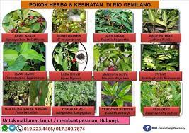 What does anak pokok mean in malay? Koleksi Pokok Pembekal Anak Pokok Buah Buahan Herba Facebook