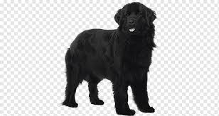 The flatcoated retriever has only two recognised colours, black or liver. Flat Coated Retriever Newfoundland Dog Black Russian Terrier Labrador Retriever Dog Breed Newfoundland Dog Carnivoran Dog Like Mammal Puppy Png Pngwing