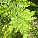 Image result for Pteris tripartita