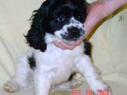 Buy and sell on gumtree australia today! Cocker Spaniel Puppies For Sale