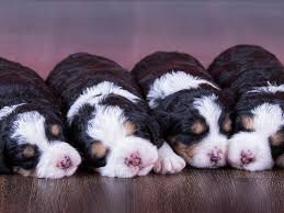 Find your new family member today, and discover the puppyspot difference. Bernedoodles Breeders Illinois Tri Colored Bernedoodles