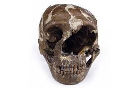 Im neandertal gibt es viel zu entdecken. Who Were The Neanderthals Natural History Museum
