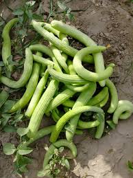 Image result for Cucumis meeusei