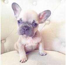 My interest in french bulldogs began when i saw how sweet and what clowns these little dogs are! French Bulldog Breeder Based In Houston Texas Producing Top Quality French Bulldogs With Beautiful Confirmation A French Bulldog Cute French Bulldog Bulldog