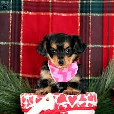 Dachshunds for sale in illinois dachshunds in illinois. Dorkie Puppies For Sale Greenfield Puppies