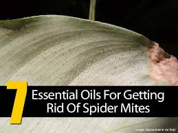 Spider mites only live for about four weeks. Pin On Good Ideas