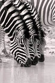 Pin By Sue On Nature Critters Animals Nature Animals Cute Animals