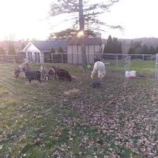 Austin texas petting zoo & pony rides. The 10 Best Petting Zoo Rentals In Monroeville Pa 2021