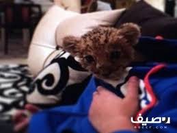 للبيع لبوه اليفه animals teddy bear