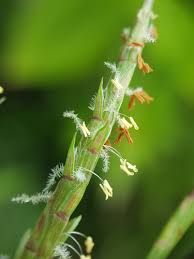 Image result for Schoenoplectus muriculatus