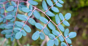 Image result for Pellaea dura