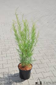 Image result for Grona ramosissima