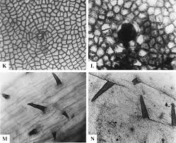 Image result for Afrobrunnichia erecta