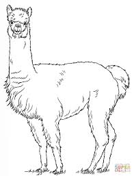 We do not want you to waste previous hours. Alpaca Coloring Pages Coloring Home