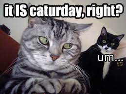 Plus crazy things like videos, jokes, memes and celebrities. Caturday Memes