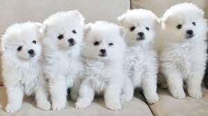 American Eskimo Dog Black And White Pin On Pet Animals