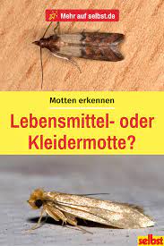 Die häufigsten motten in der wohnung sind die kleidermotte und die lebensmittelmotte. Pin Auf Schadlinge