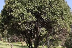 Image result for Euclea crispa