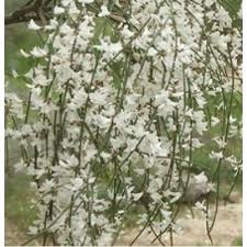 This rose spray is the perfect accent to any cake. Genista Filler White 50 Stems Toronto Bulk Flowers