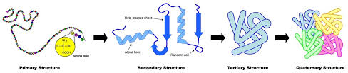 Describe Briefly The Structure Of Myosin. | Homework.Study.Com