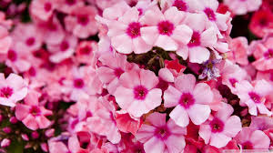 Basket beautiful black bloom blossom blue bouquet branch bright bud bunch butterfly candle chamomile cherry colorful composition dahlias daisy dandelion drop field garden gerbera gift gladiolus grass. Flowers Pink Garden Pink Flowers Wallpaper Flower Garden