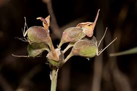 Image result for Crotalaria argyrolobioides