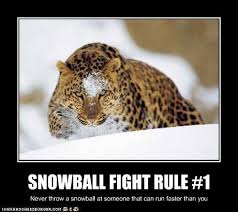 Pin By Lm Florence On Funny Leopard Pictures Amur Leopard Most Endangered Animals