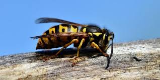 Customers who viewed this item also viewed. Spot The Stinger How To Distinguish Wasps From Hornets Jp Pest Services
