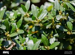 Image result for Pentaphylacaceae