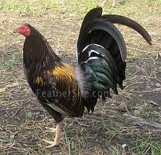 We did not find results for: 19 Brass Back Ideas Game Fowl Chicken Breeds Rooster Breeds