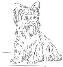 Yorkshire terrier coloring page handipoints 1275 x 1650px 451.72kb. Yorkshire Terrier Ausmalbilder Kostenlos Zum Ausdrucken