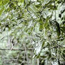 Image result for Pancovia holtzii