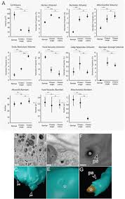 We know this is an animal cell because of the presence of centrioles and the shape of the cells. The Architecture Of Cell Differentiation In Choanoflagellates And Sponge Choanocytes Biorxiv