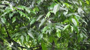 Image result for Drypetes