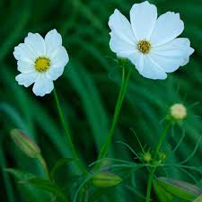 Buy and sell with zillow 360. Cosmos Bipinnatus Cvs Finegardening