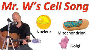 Animal cell membrane is thin, quasifluid structure present both extracellularly and intracellularly. The Cell Song Youtube
