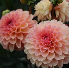 Pin On Come Into My Dahlia Garden 2020