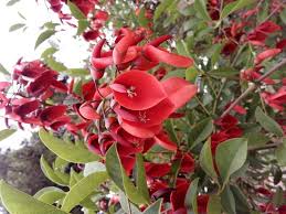 Image result for Erythrina crista-galli