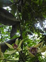 Image result for Vanilla imperialis