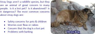 Of this 70 million, only about six to eight of dogs and cats awaiting homes — and (2) that the power to change these statistics is in our hands. Stray Animal Statistics In Malaysia