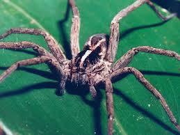 Fear of water (bach ma, vietnam). Guinness Declares Costa Rican Spider The Most Poisonous