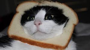 Epingle Sur Breading Cats