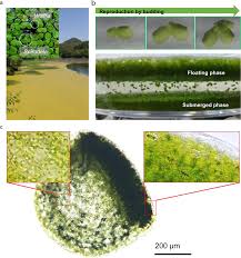 Image result for Wolffia