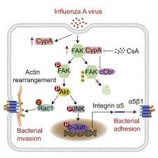 Influenza is a viral illness that can cause many of the same symptoms but also is frequently accompanied by intense body aches and higher fever. Induction Of Cyclophilin A By Influenza A Virus Infection Facilitates Group A Streptococcus Coinfection Sciencedirect