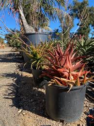 Image result for Aloe cameronii