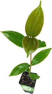 Image result for Hunteria myriantha