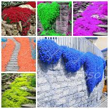 There are several cultivars available in various shades of blue. Rainbow Creeping Thyme Plants Blue Rock Cress Plants Perennial Ground Cover Flower Natural Growth For Home Garden 200 Pcs Bag Buy At The Price Of 0 13 In Aliexpress Com Imall Com