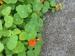 Check spelling or type a new query. Planning Your Annual Cut Flower Garden Seattle Urban Farm Company