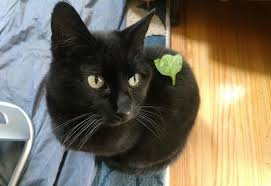 I have seen diabetes, asthma, lower urinary tract (bladder) problems, chronic vomiting and/or i recommend avoiding raw meat based diets for cats that are on immunosuppressive medications like chemotherapy drugs, or higher doses of. Can Cats Eat Spinach Cats Kitten Food Cat Food